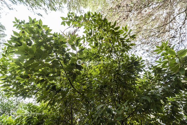 Flora e vegetazione del Salento: L’Alloro - Corriere Salentino