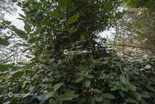 Flora e vegetazione del Salento: L’Alloro - Corriere Salentino