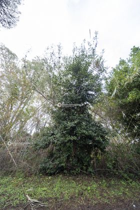 Flora e vegetazione del Salento: L’Alloro - Corriere Salentino