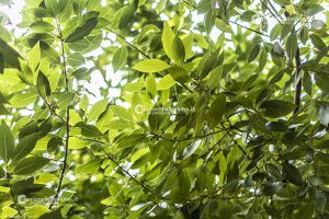 Flora e vegetazione del Salento: L’Alloro - Corriere Salentino