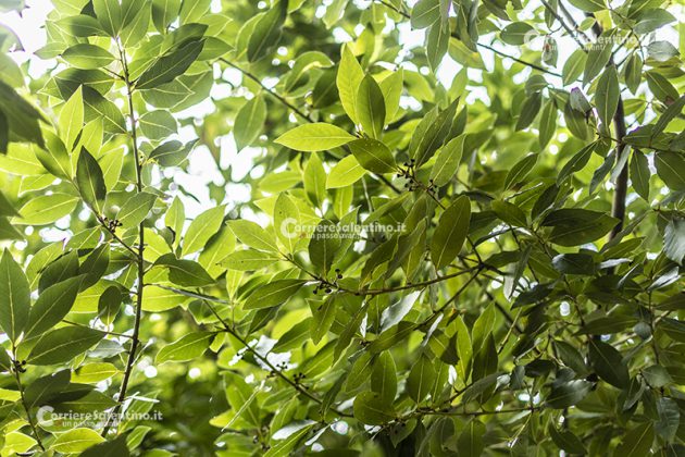 Flora e vegetazione del Salento: L’Alloro - Corriere Salentino