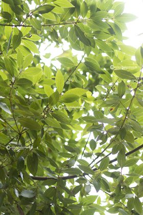 Flora e vegetazione del Salento: L’Alloro - Corriere Salentino