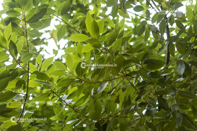 Flora e vegetazione del Salento: L’Alloro - Corriere Salentino