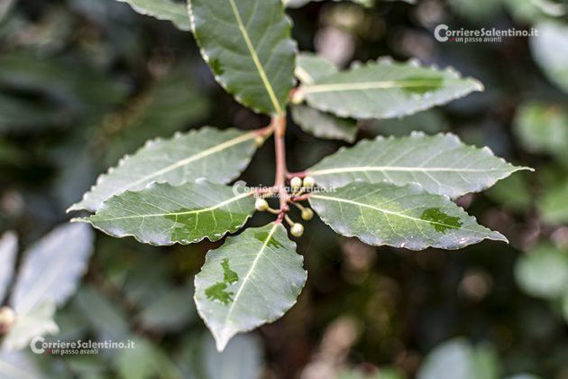 Flora e vegetazione del Salento: L’Alloro - Corriere Salentino