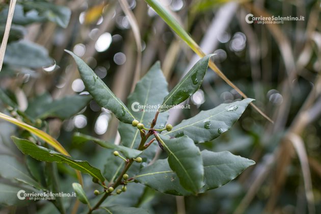 Flora e vegetazione del Salento: L’Alloro - Corriere Salentino