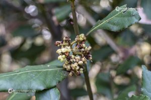Flora e vegetazione del Salento: L’Alloro - Corriere Salentino