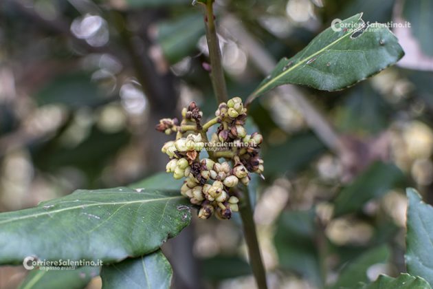 Flora e vegetazione del Salento: L’Alloro - Corriere Salentino