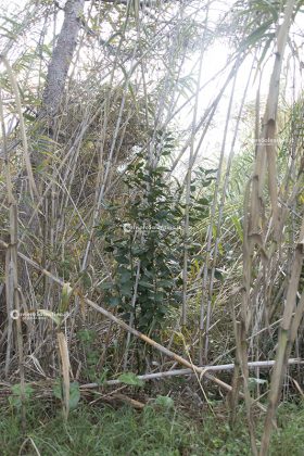 Flora e vegetazione del Salento: L’Alloro - Corriere Salentino