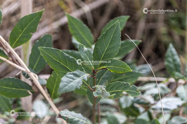 Flora e vegetazione del Salento: L’Alloro - Corriere Salentino