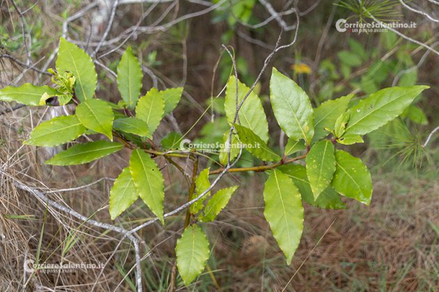 Flora e vegetazione del Salento: L’Alloro - Corriere Salentino
