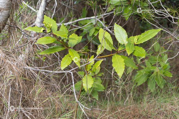 Flora e vegetazione del Salento: L’Alloro - Corriere Salentino