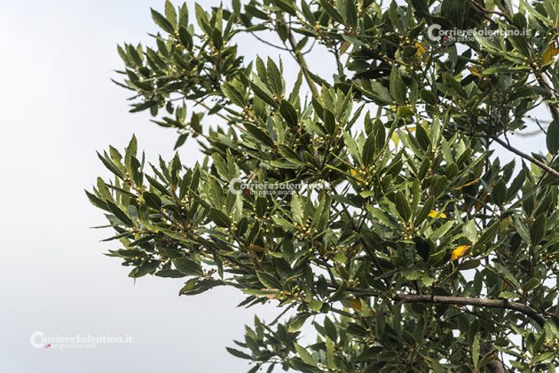 Flora e vegetazione del Salento: L’Alloro - Corriere Salentino