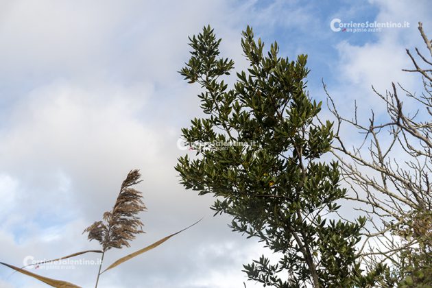 Flora e vegetazione del Salento: L’Alloro - Corriere Salentino
