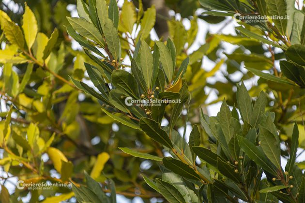 Flora e vegetazione del Salento: L’Alloro - Corriere Salentino