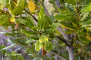 Flora e vegetazione del Salento: L’Alloro - Corriere Salentino