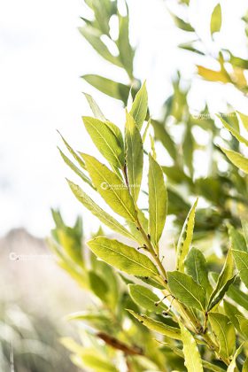 Flora e vegetazione del Salento: L’Alloro - Corriere Salentino