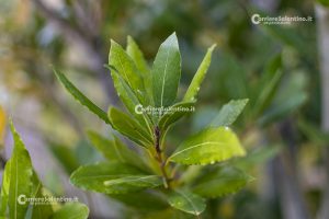 Flora e vegetazione del Salento: L’Alloro - Corriere Salentino