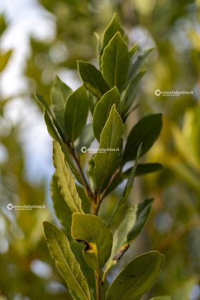 Flora e vegetazione del Salento: L’Alloro - Corriere Salentino