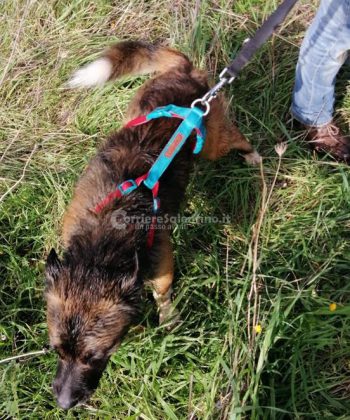 Sfugge al controllo dei proprietari e precipita in un pozzo: in soccorso di Nino arrivano i vigili del fuoco - Corriere Salentino