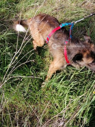 Sfugge al controllo dei proprietari e precipita in un pozzo: in soccorso di Nino arrivano i vigili del fuoco - Corriere Salentino