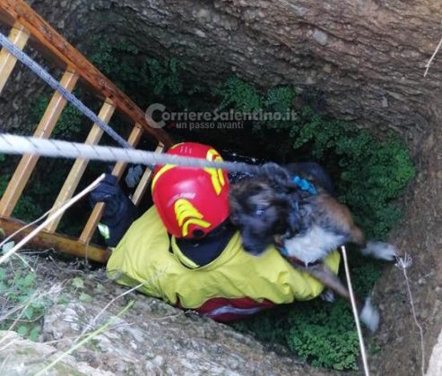 Sfugge al controllo dei proprietari e precipita in un pozzo: in soccorso di Nino arrivano i vigili del fuoco - Corriere Salentino