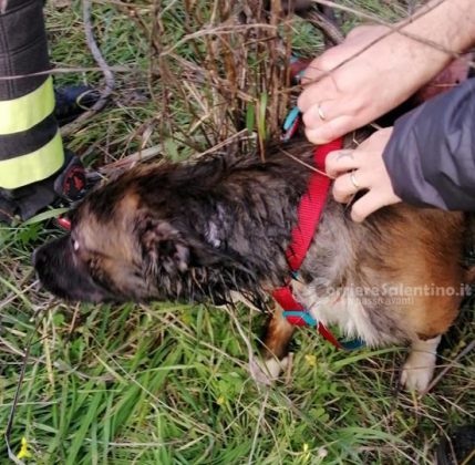 Sfugge al controllo dei proprietari e precipita in un pozzo: in soccorso di Nino arrivano i vigili del fuoco - Corriere Salentino