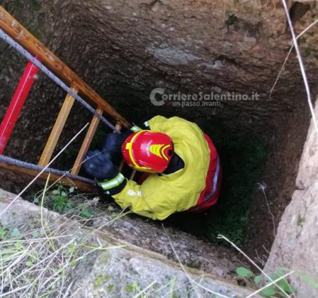 Sfugge al controllo dei proprietari e precipita in un pozzo: in soccorso di Nino arrivano i vigili del fuoco - Corriere Salentino