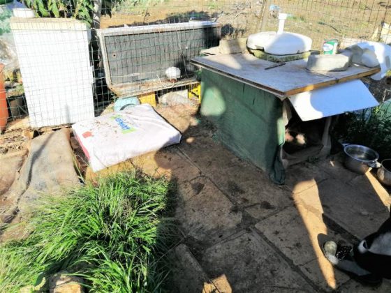 Maltrattati e tenuti in condizioni non igieniche, le Guardie Zoofile sequestrano due cani a Nardò - Corriere Salentino