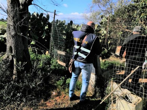 Maltrattati e tenuti in condizioni non igieniche, le Guardie Zoofile sequestrano due cani a Nardò - Corriere Salentino