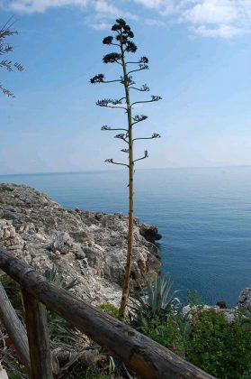 Voglia di evadere? Prima del lockdown regalatevi uno spettacolo naturale unico al Mondo:il sentiero delle Cipolliane - Corriere Salentino