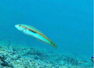 Nei mari del Salento: la donzella