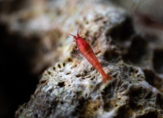 Nei mari del Salento: il gambero