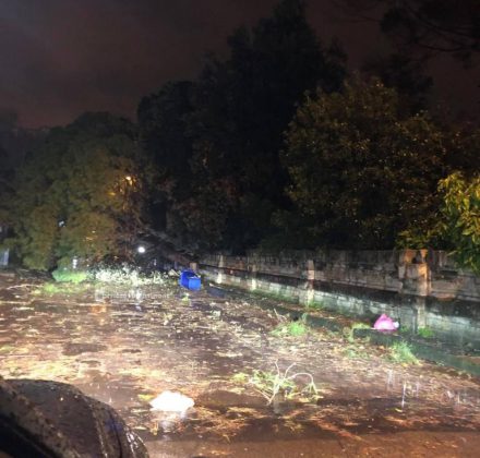 Al loro passaggio cadono due alberi, miracolate due sorelle. Danni da maltempo in tutta la provincia - Corriere Salentino