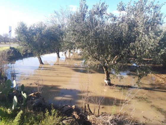 Maltempo, Coldiretti Puglia: “E’ calamità in agricoltura. Sos grano, ortaggi e olive" - Corriere Salentino