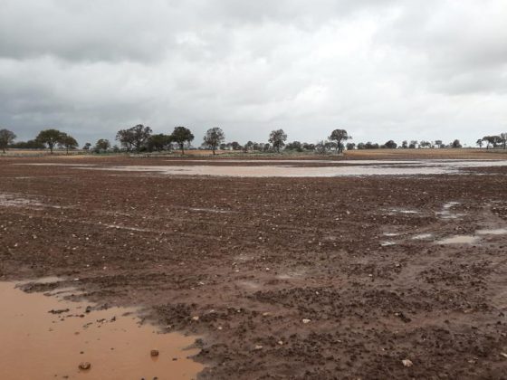 Maltempo, Coldiretti Puglia: “E’ calamità in agricoltura. Sos grano, ortaggi e olive" - Corriere Salentino