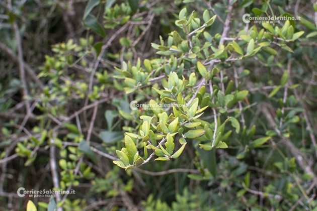 Flora e vegetazione del Salento: L’Olivastro - Corriere Salentino