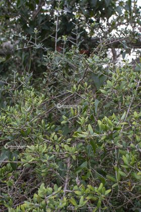 Flora e vegetazione del Salento: L’Olivastro - Corriere Salentino