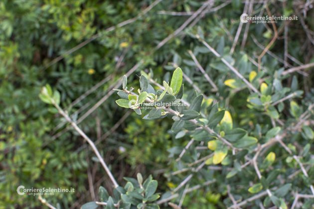 Flora e vegetazione del Salento: L’Olivastro - Corriere Salentino