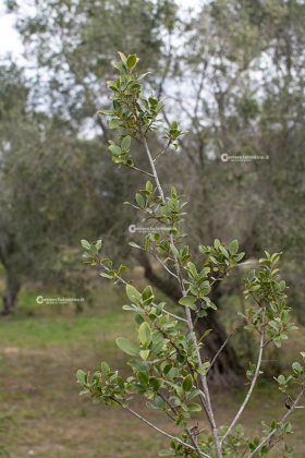 Flora e vegetazione del Salento: L’Olivastro - Corriere Salentino
