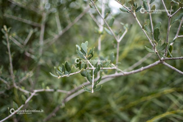 Flora e vegetazione del Salento: L’Olivastro - Corriere Salentino