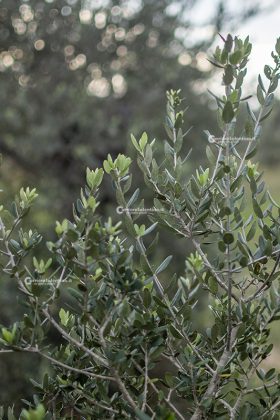 Flora e vegetazione del Salento: L’Olivastro - Corriere Salentino