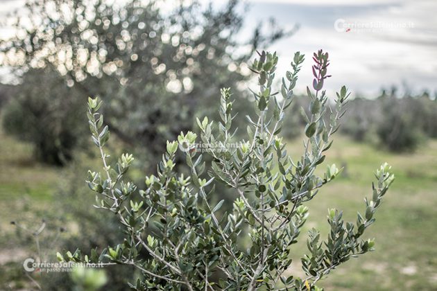 Flora e vegetazione del Salento: L’Olivastro - Corriere Salentino