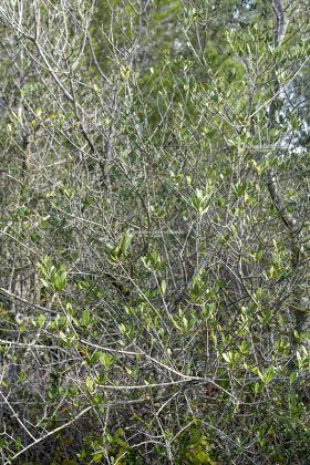 Flora e vegetazione del Salento: L’Olivastro - Corriere Salentino