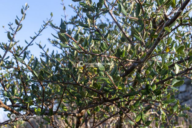 Flora e vegetazione del Salento: L’Olivastro - Corriere Salentino