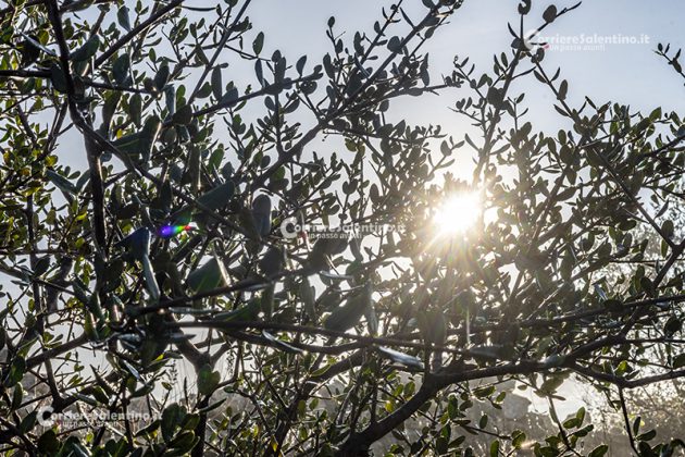Flora e vegetazione del Salento: L’Olivastro - Corriere Salentino