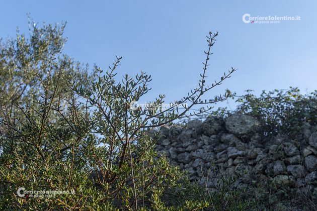 Flora e vegetazione del Salento: L’Olivastro - Corriere Salentino
