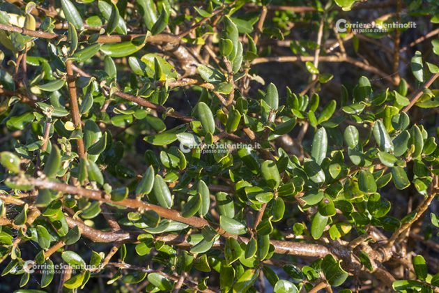 Flora e vegetazione del Salento: L’Olivastro - Corriere Salentino