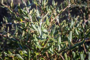 Flora e vegetazione del Salento: L’Olivastro - Corriere Salentino