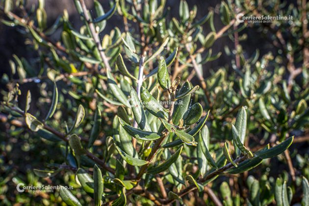 Flora e vegetazione del Salento: L’Olivastro - Corriere Salentino