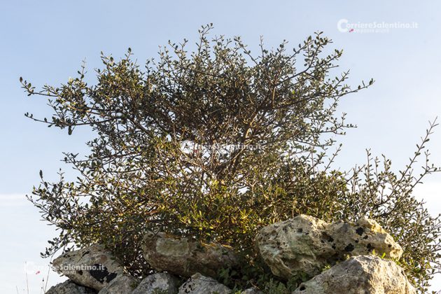 Flora e vegetazione del Salento: L’Olivastro - Corriere Salentino